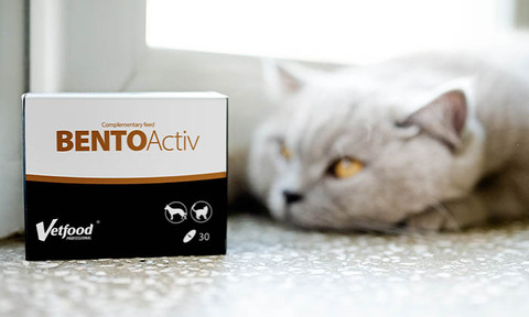 Fot: Bento Activ, Karma uzupełniająca/ materiały prasowe Vetfood